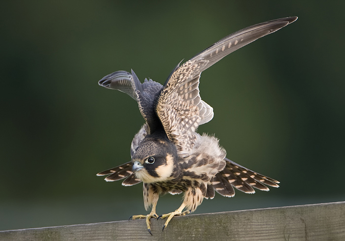 aanvliegen jonge boomvalk  1.jpg